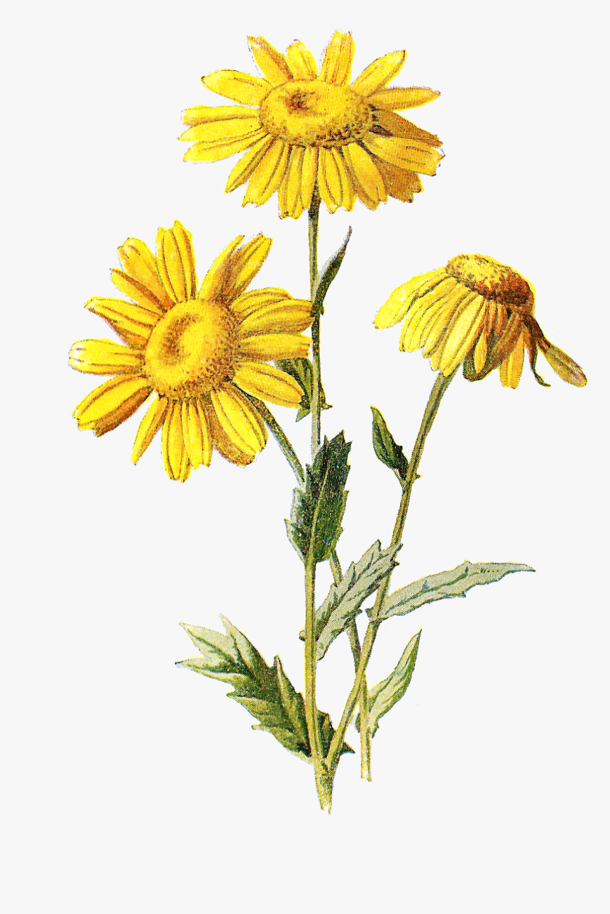 Go To Image - Wildflower Clip Art Free, HD Png Download