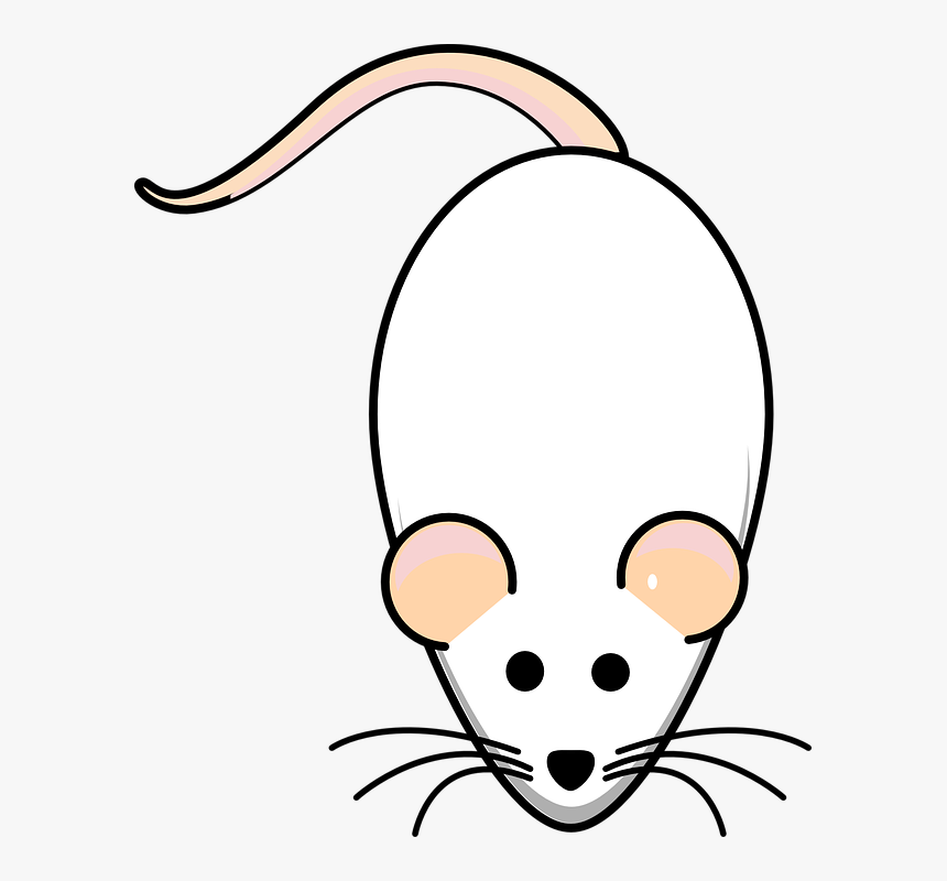 Tikus