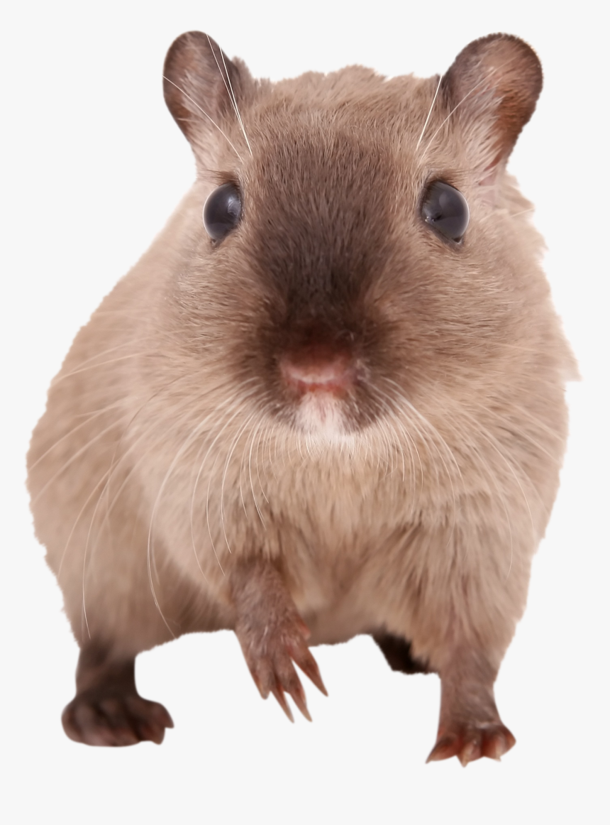 Gerbils, HD Png Download