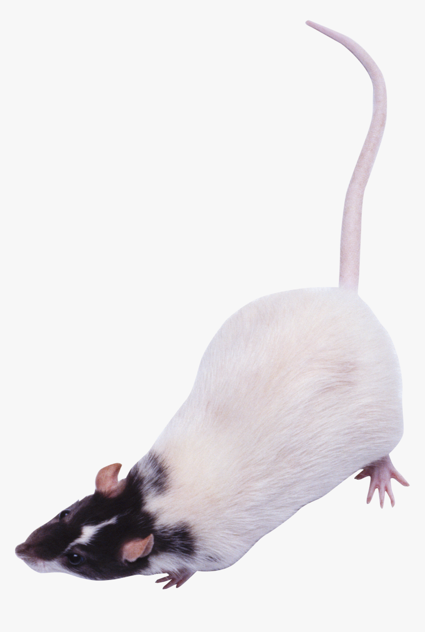 Mouse, Rat Png Image - Мышь Пнг, Transparent Png