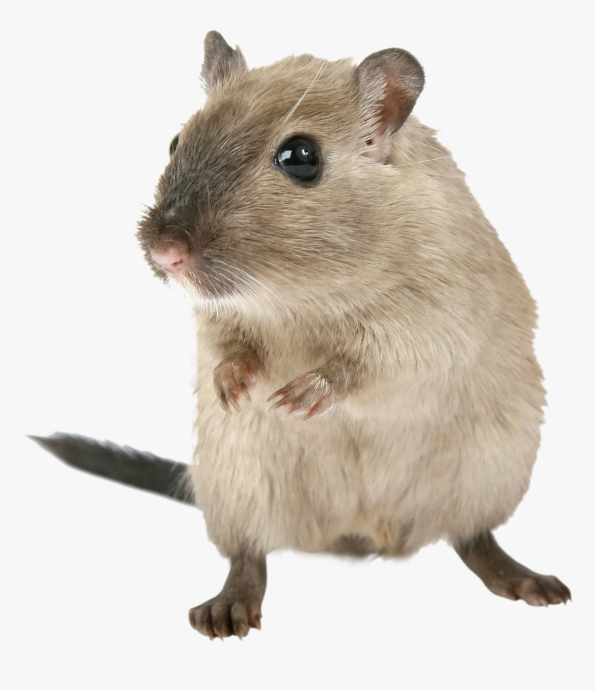 Fumigadoras, HD Png Download