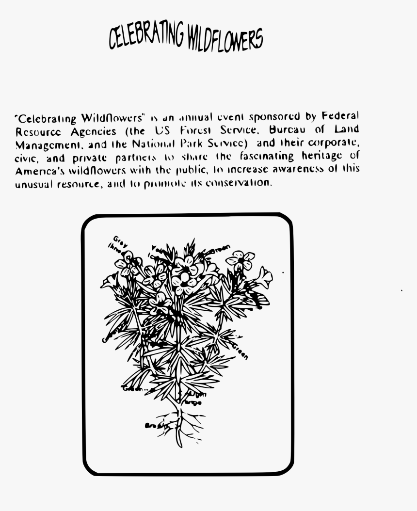 Celebrating Wildflowers Clip Arts - Coloring Page, HD Png Download