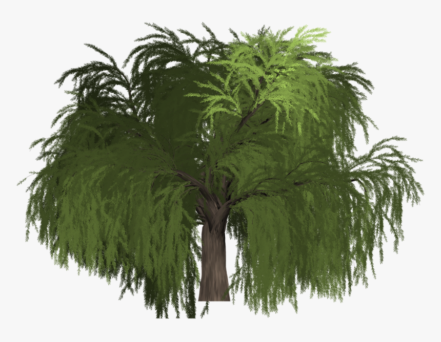 Transparent Willow Tree Png - Roystonea, Png Download
