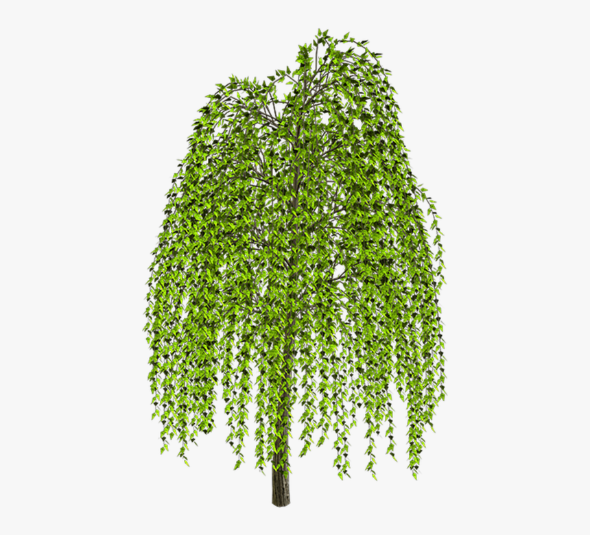 Weeping Willow Tree Drawing Clip Art - Transparent Background Weeping Willow Clipart, HD Png Download