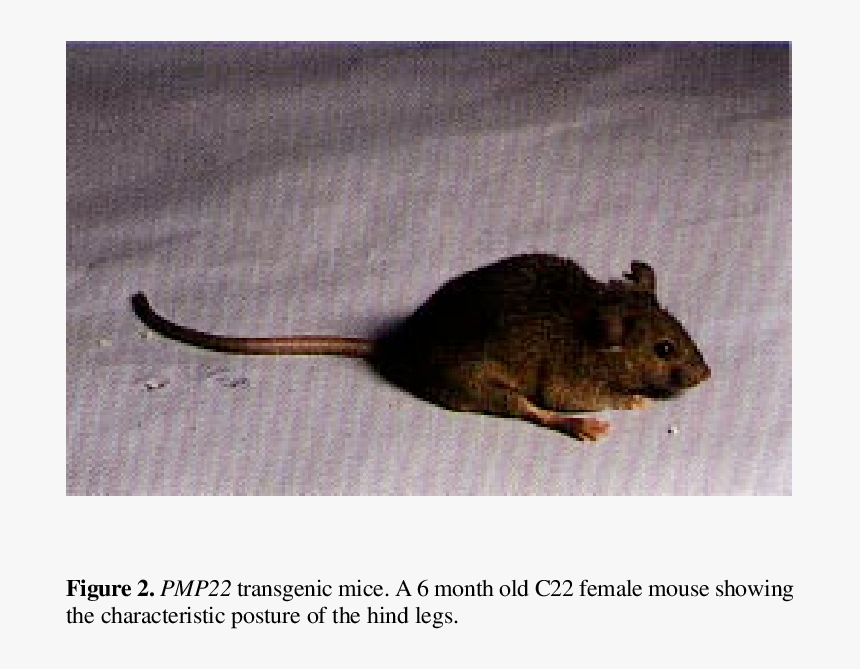 Genomic Analysis Of Transgenic Mice - Mouse, HD Png Download