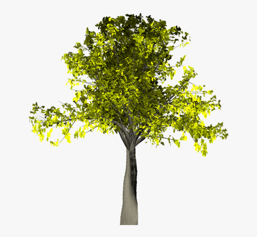 Transparent Willow Tree Png - Plane, Png Download