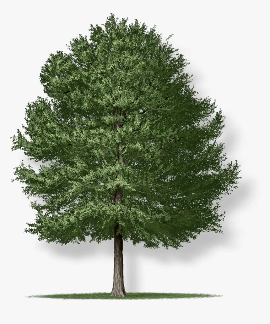 Willow Oak Tree Png, Transparent Png