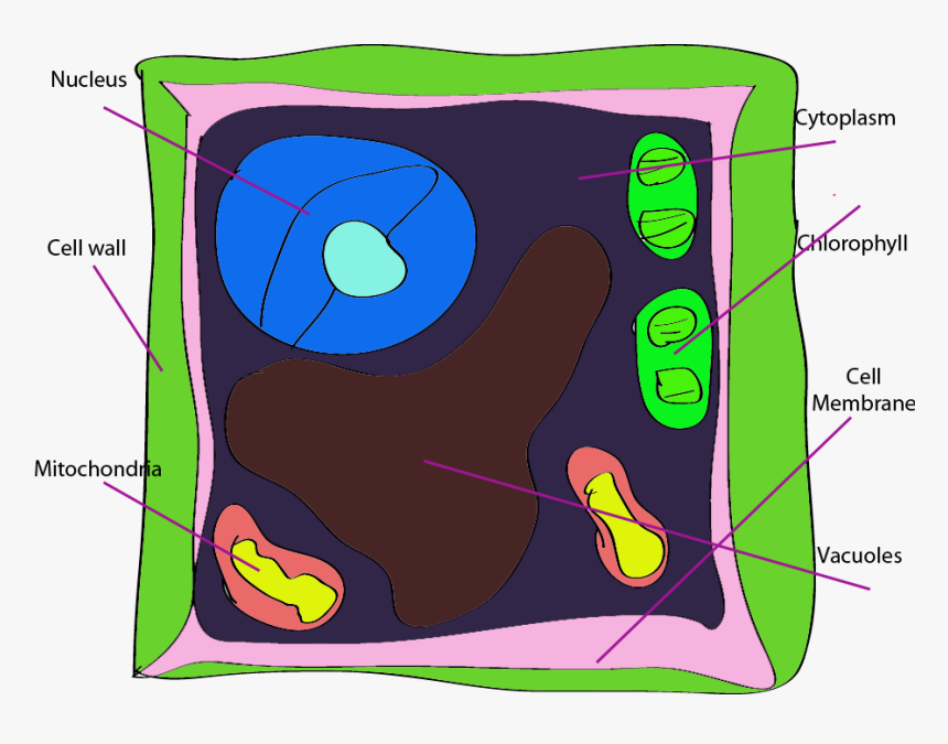 Hd Overview Stack Of Books Clip Art Free Open Book - Plant Cell Clipart Labeled, HD Png Download