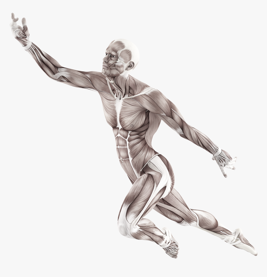 The 4-quadrant Model - Motion Of Human Body, HD Png Download