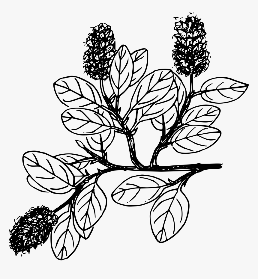 Snow Willow Clip Arts - Drawing, HD Png Download