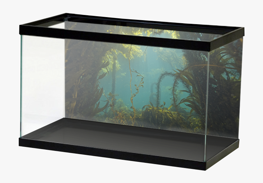 Forest Background Png, Transparent Png
