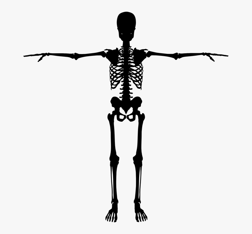 Bones, Dead, Figure, Halloween, Human, People, Person - Silhouette Skeleton Png, Transparent Png