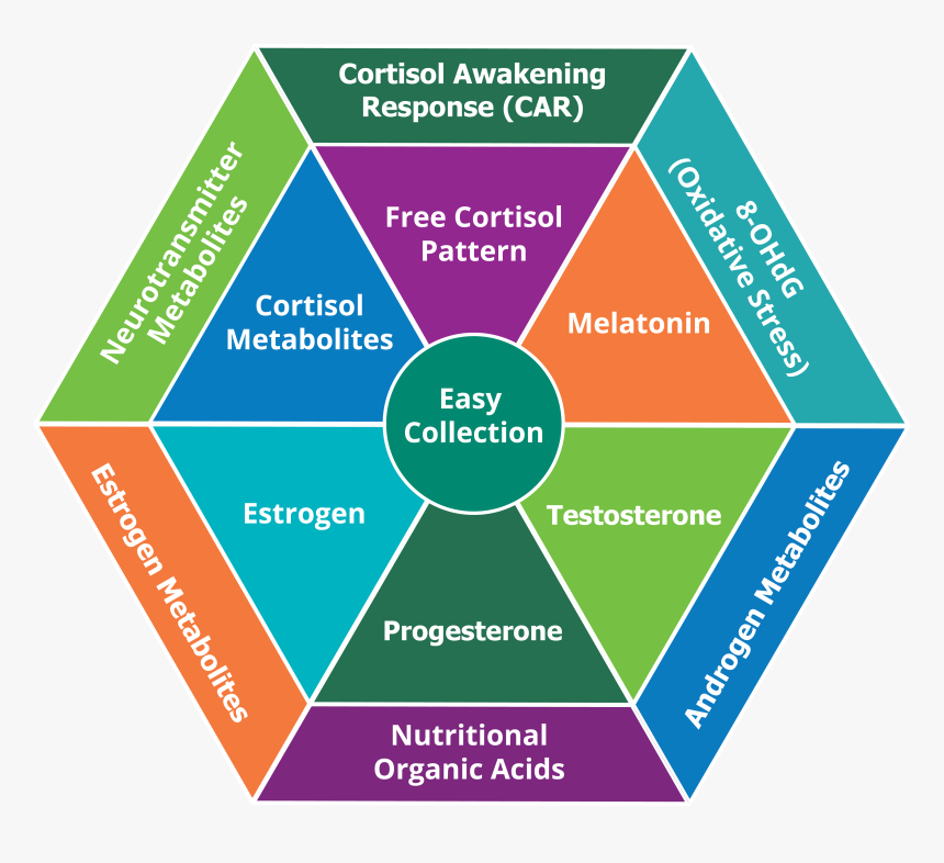 Oxidative Stress Test Australia, HD Png Download