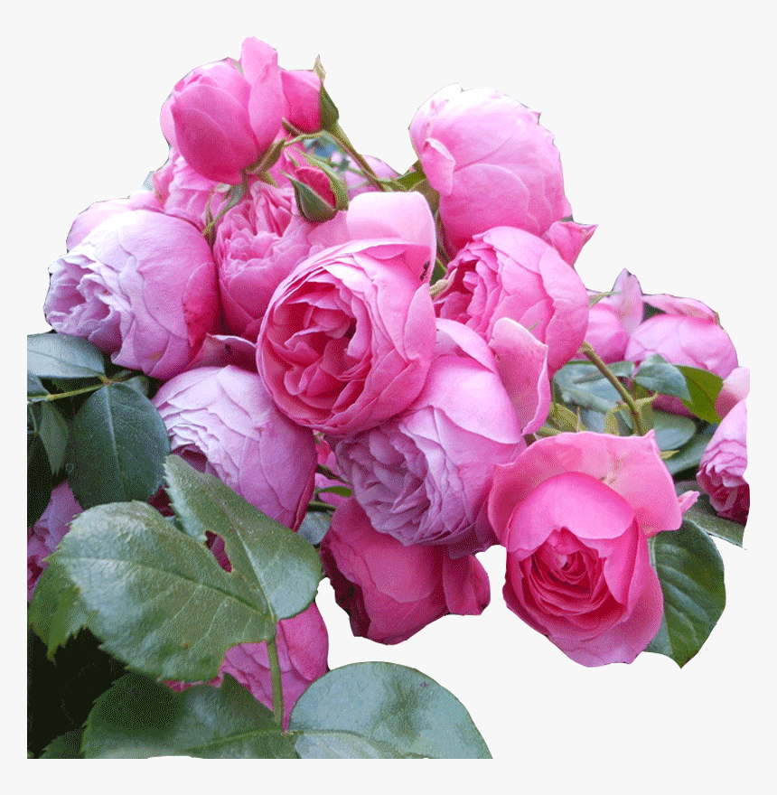 Rose Flower Seedling Vine This Month Big Flower Fragrant - Rose, HD Png Download