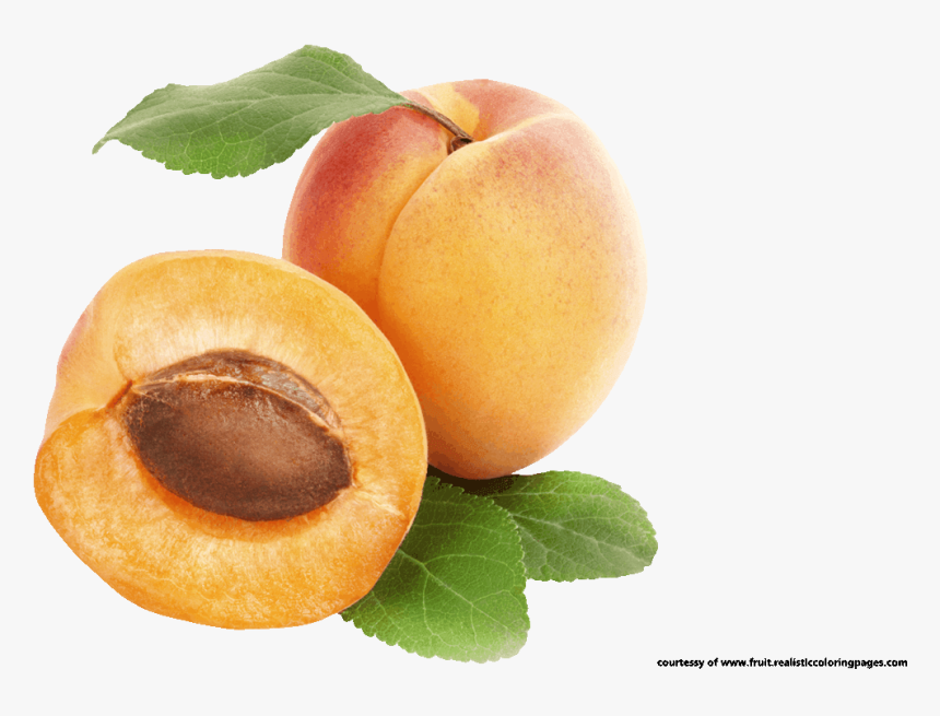 Downloads 7 Apricot Royalty Free Clipart Fruit Names - Βερικοκο, HD Png Download