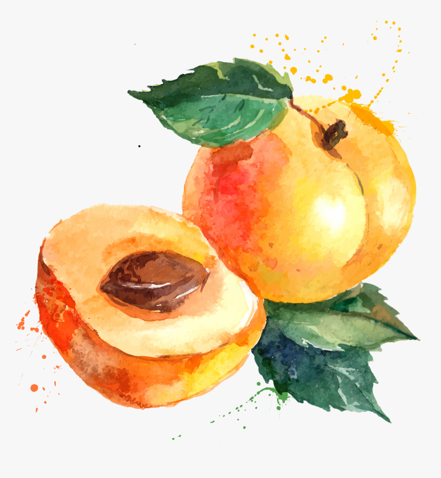 Svg Library Stock Eat Seasonably Eating Food Apricot - Label With Fruit, HD Png Download