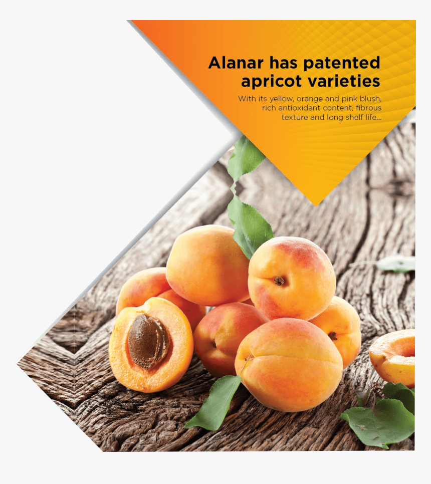 Apricot - Fruits Et Légumes Qui On Du Fer, HD Png Download