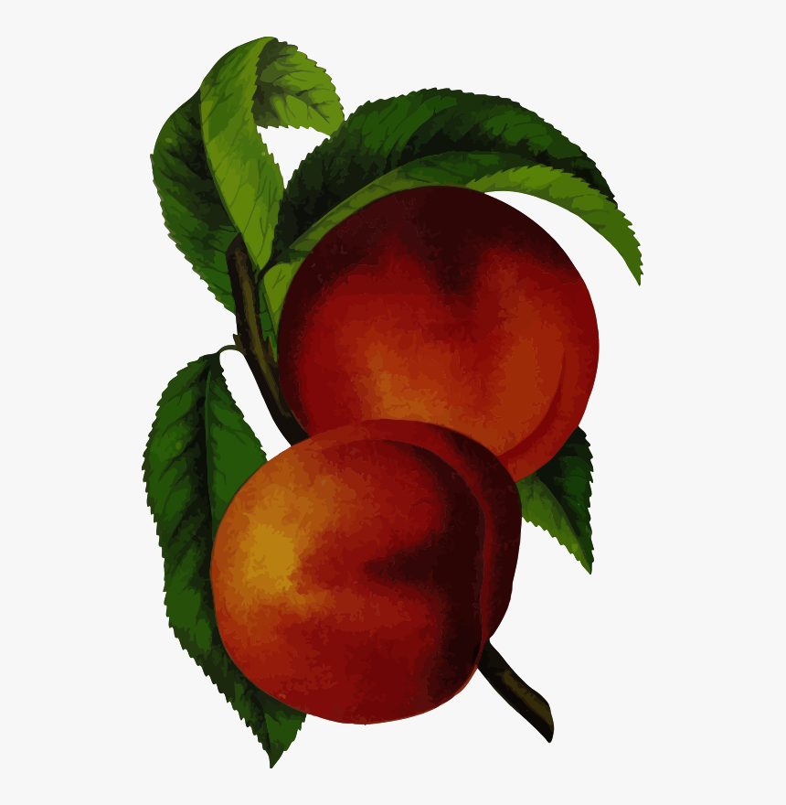 Plant,apple,peach - Vintage Peach Design, HD Png Download