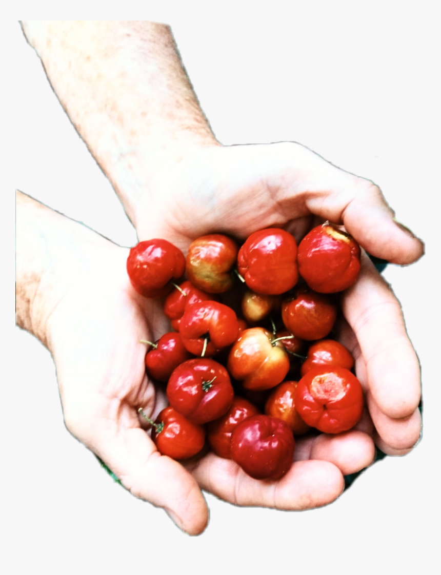 #berries #hands #giving #summer - Natural Foods, HD Png Download