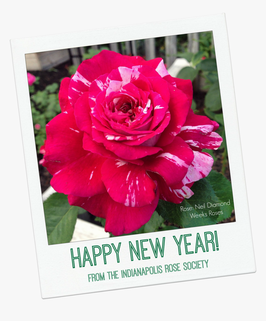 Irs Happy New Year - Hybrid Tea Rose, HD Png Download