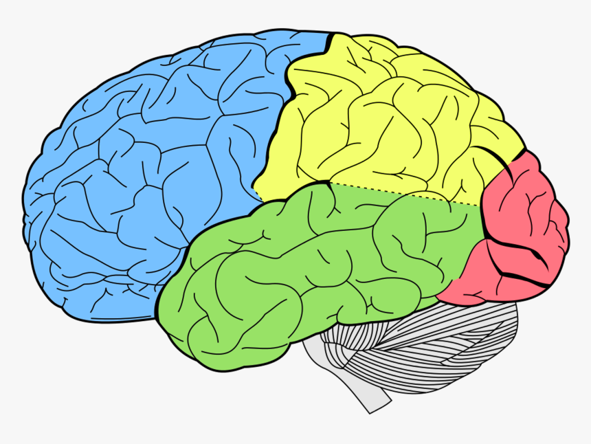 Brain Png High-quality Image - Lobes Of The Brain, Transparent Png