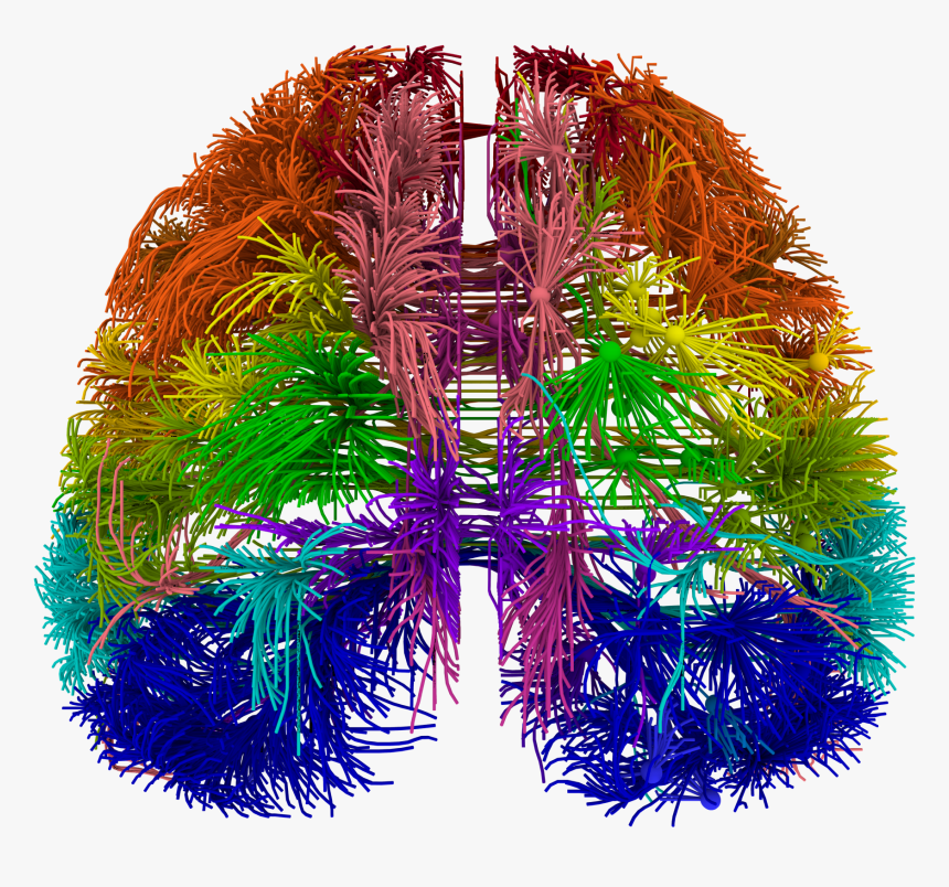 Brain Wiring Diagram, HD Png Download
