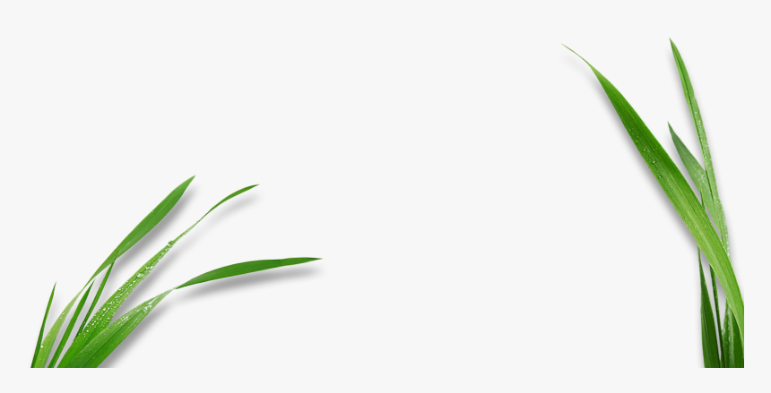 Transparent Corn Stalk Clipart - Corns Leaf For Logo Png, Png Download