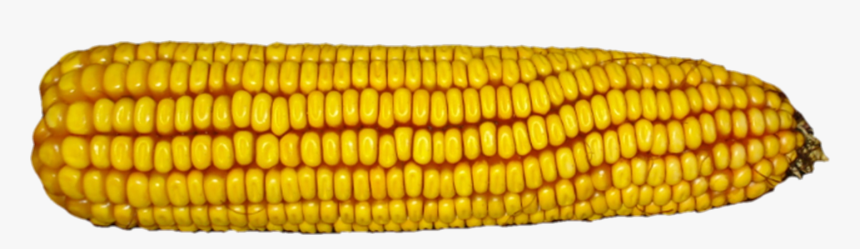 Gymnasium Iris, HD Png Download