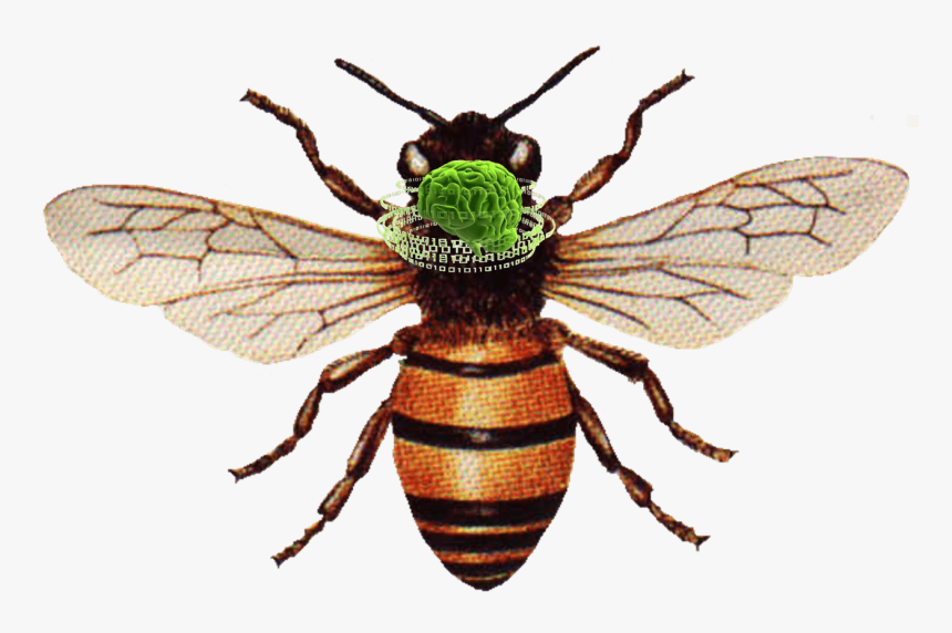 Plans To Upload The Brain Of A Honeybee Into A Flying - Honey Bee, HD Png Download