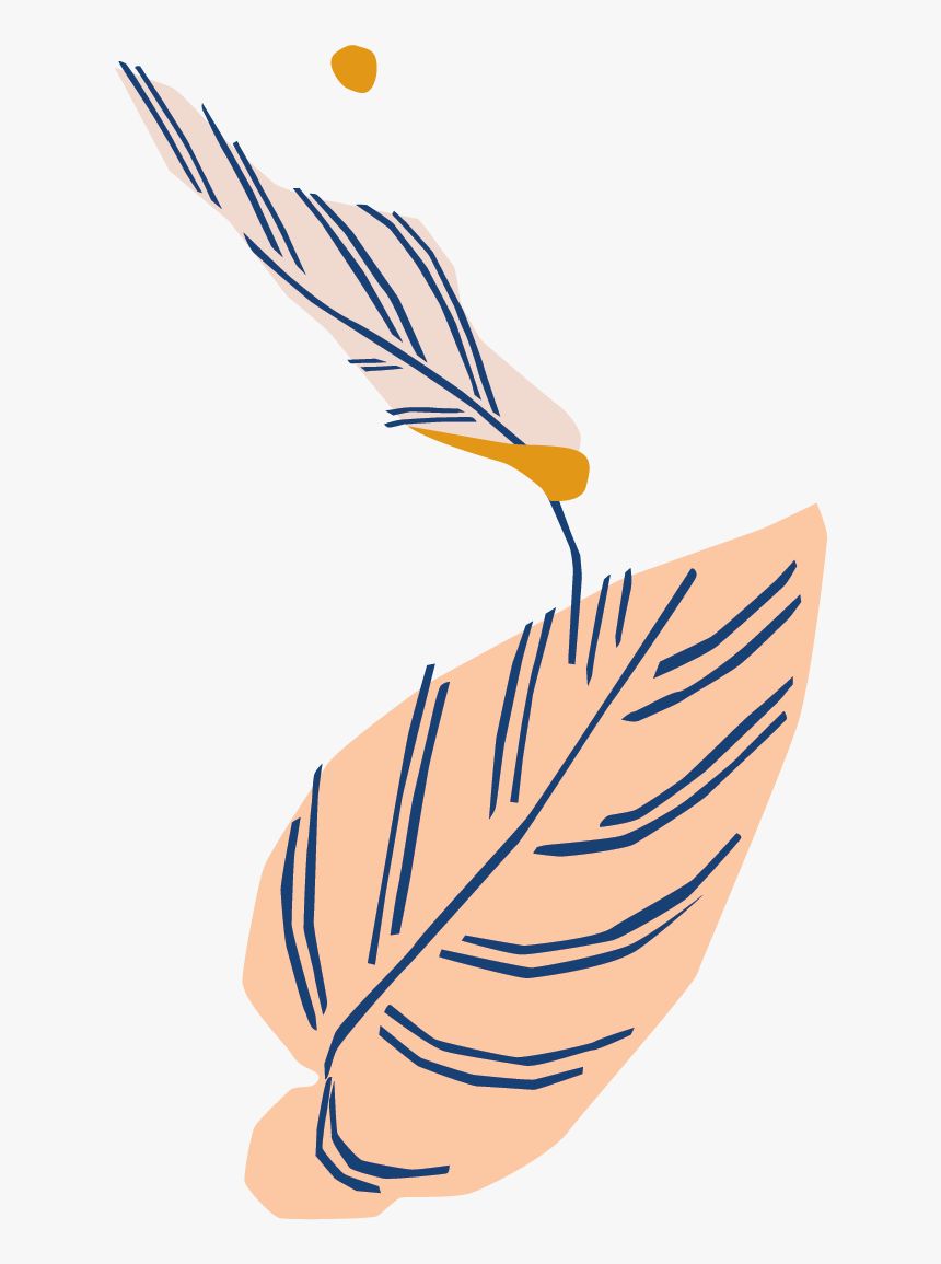 Botanical Name - Illustration, HD Png Download