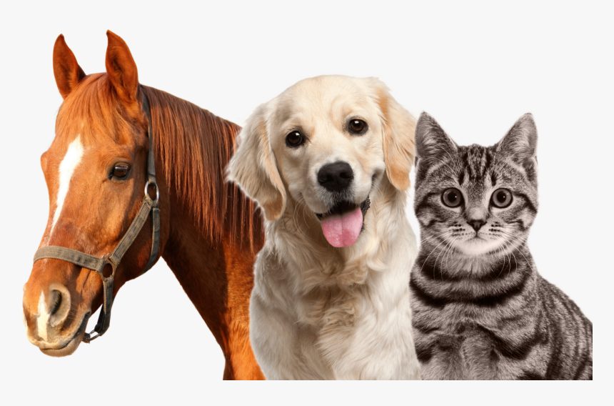 A Fantastic Grooming / Shedding & Shining Tool For, HD Png Download