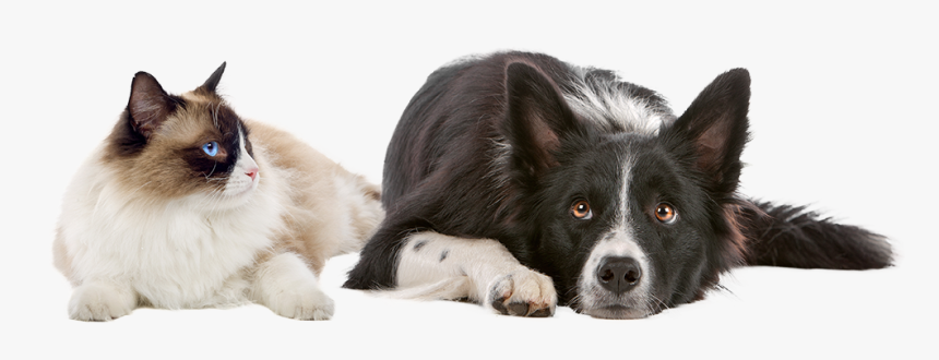 Animal Vaccine Reaction Handout, HD Png Download