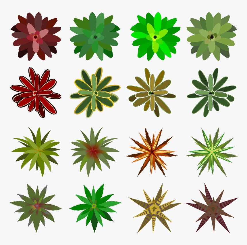 Bromelia Top View - Plants Top View Png Drawing, Transparent Png