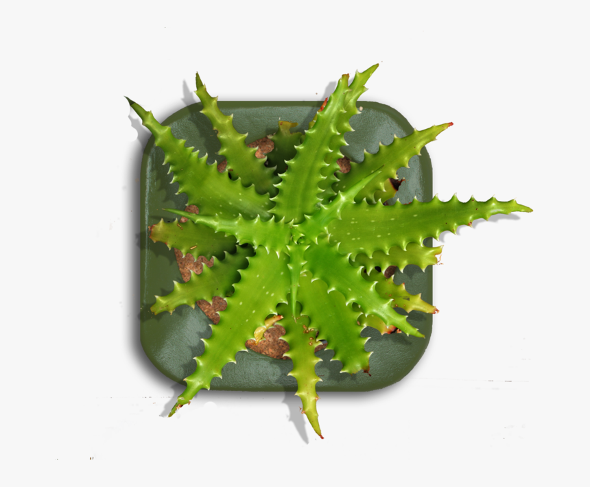 Tall Indoor Plant Png Download - Indoor Planters Top View, Transparent Png