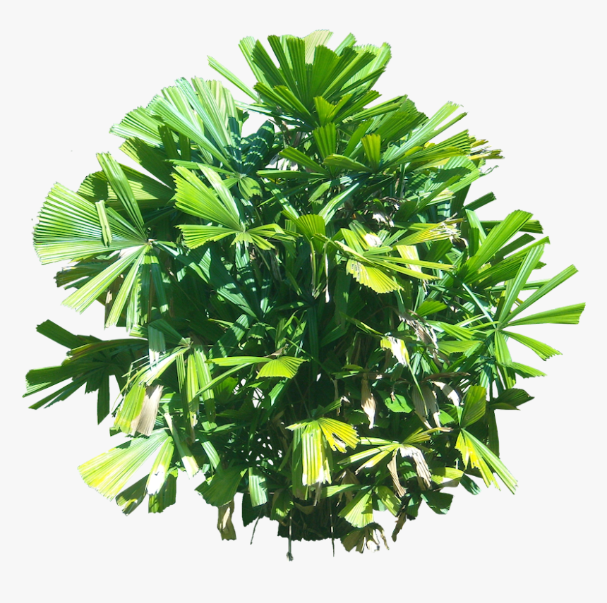 Licuala Palm Png, Transparent Png