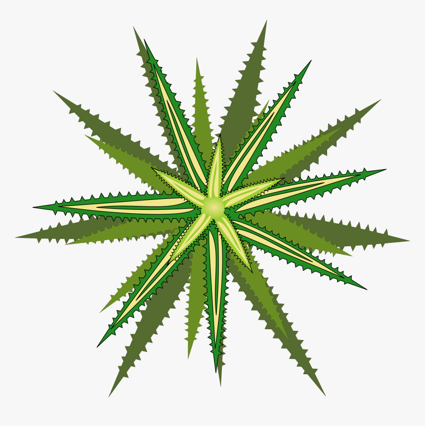 Bromelia-05 Clip Arts - Png Top Plants Png, Transparent Png