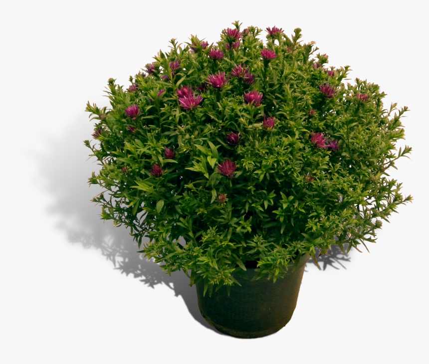 Aster 17cm Pot Productfoto Shadow - Portable Network Graphics, HD Png Download