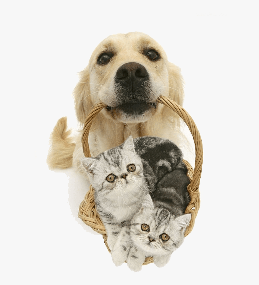 About Sydney Wide Pet Doors - Puppy In A Basket, HD Png Download