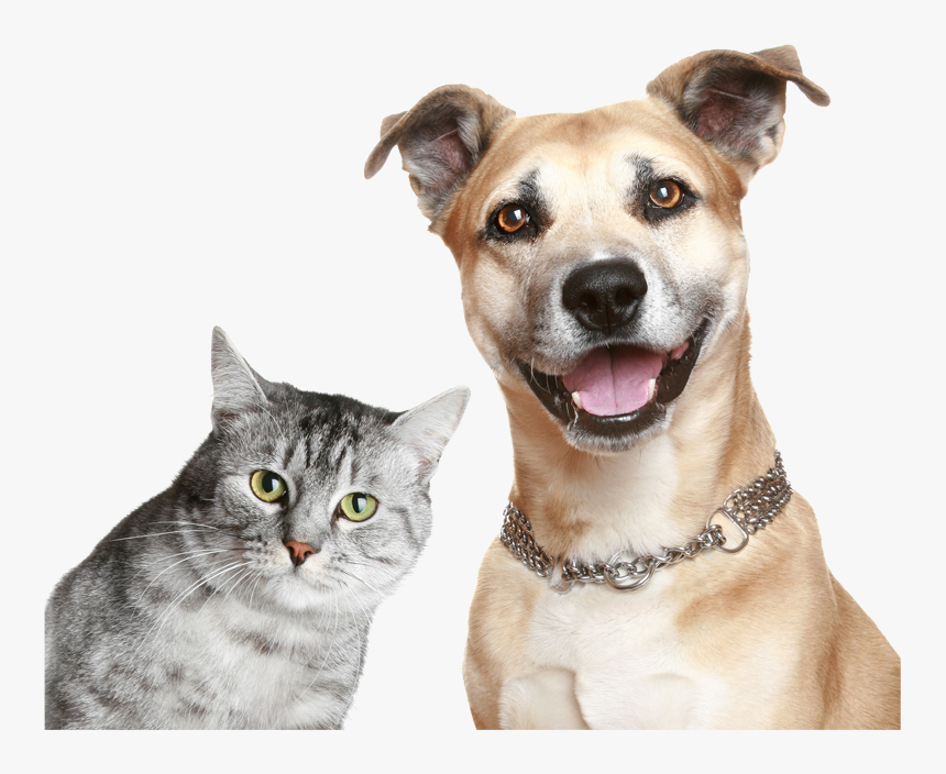 Purina Cat And Dog, HD Png Download