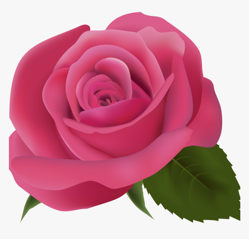 Pink Rose Transparent Background, HD Png Download