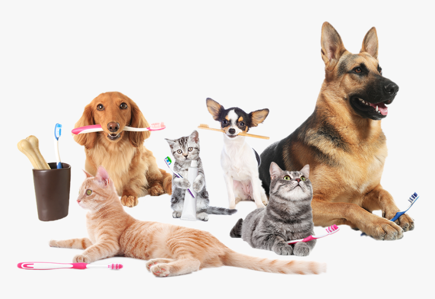 Pet Dental Month Dog & Cat Teeth Cleaning Specials - Dogs And Cats Teeth Cleaning, HD Png Download