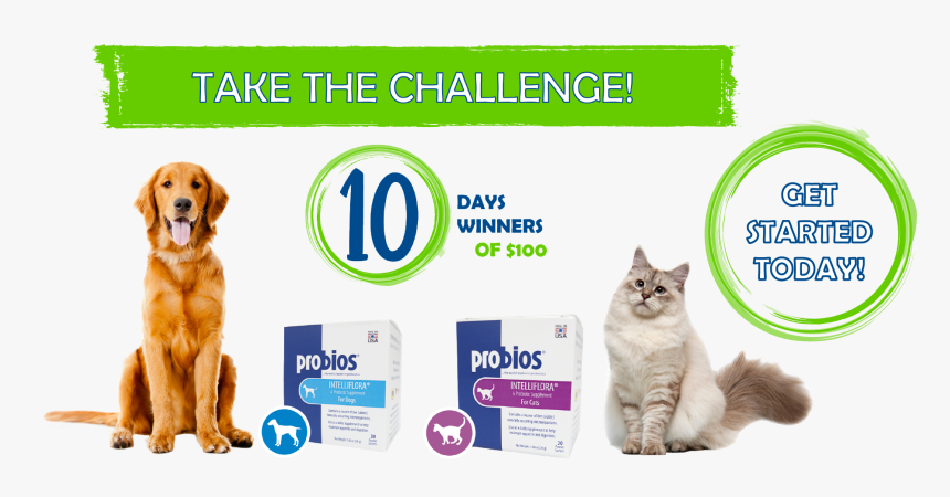 Feed Supplement Banner, HD Png Download