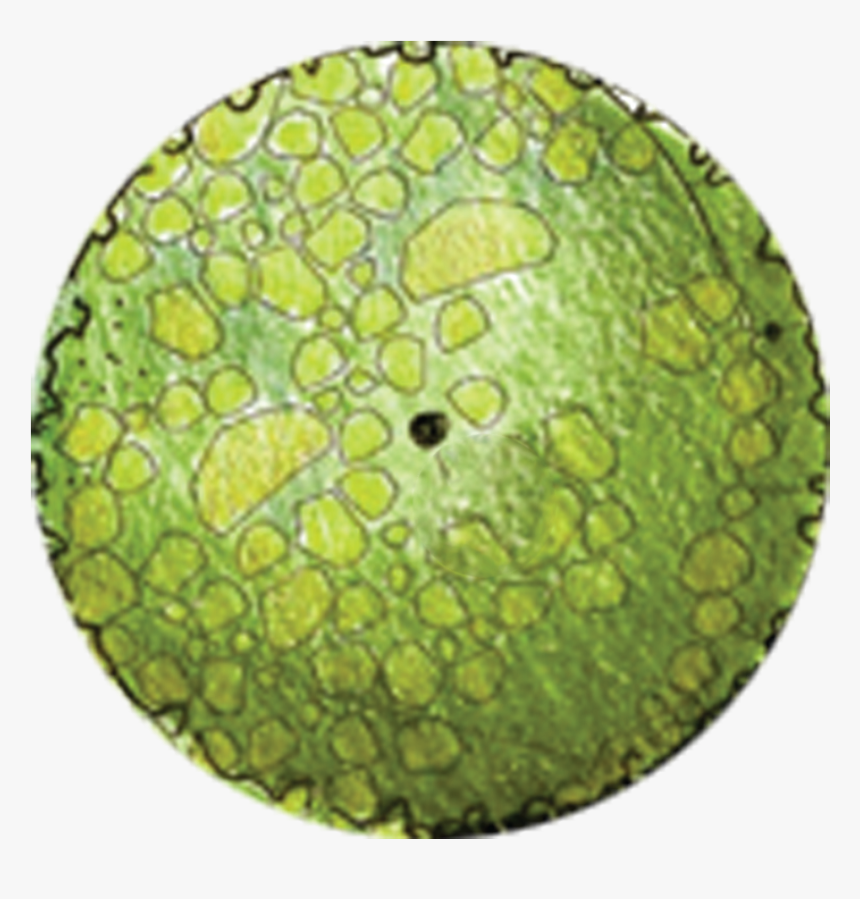 Circle, HD Png Download