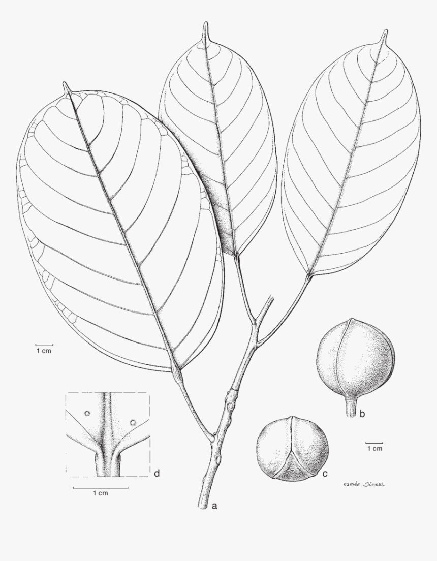 Picture Transparent Blumeodendron Subrotundifolium - Sketch, HD Png Download
