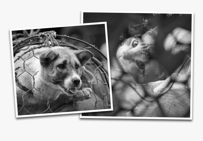 Dog Meat Market Gupo, HD Png Download