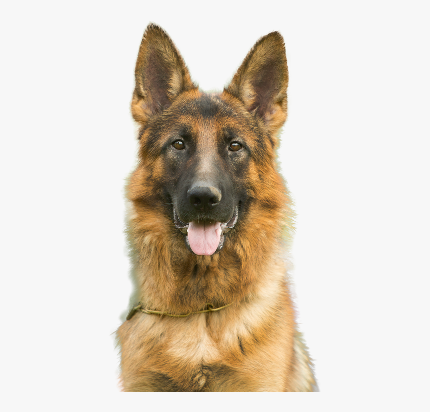 Transparent Dog And Cat Png - German Shepherd Dogs Png, Png Download