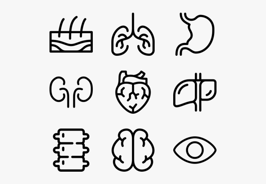 Human Organs - Line Art, HD Png Download