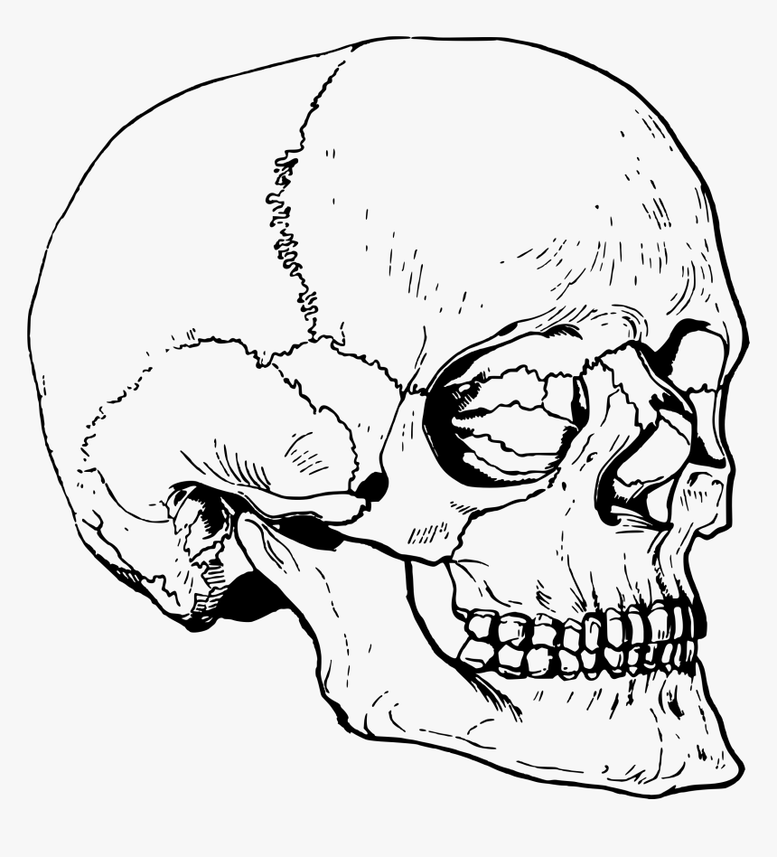 Transparent Big Nose Clipart - Big Skull Head Drawing, HD Png Download