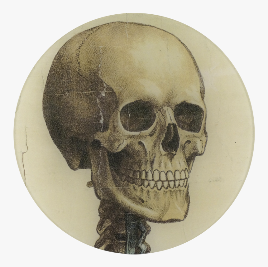 Transparent Skeleton Head Png - Skeleton Head Looking Right, Png Download