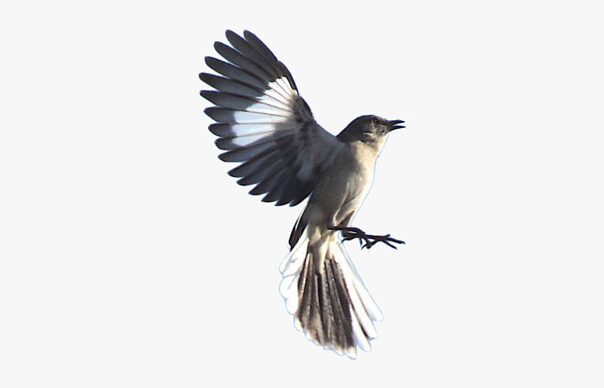 Mockingbird Png, Transparent Png